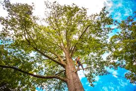  Layhill, MD Tree Care Pros