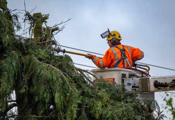 How Our Tree Care Process Works  in  Layhill, MD