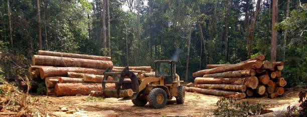 Best Hazardous Tree Removal  in Layhill, MD