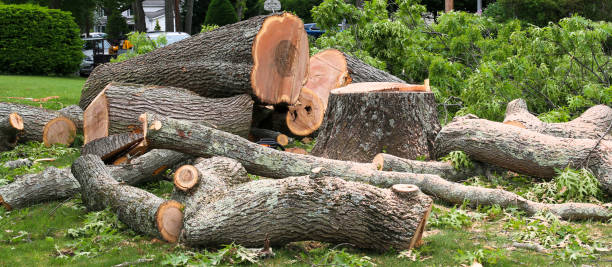Best Tree Removal  in Layhill, MD