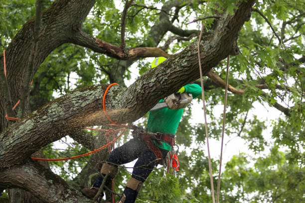 Best Tree Trimming and Pruning  in Layhill, MD