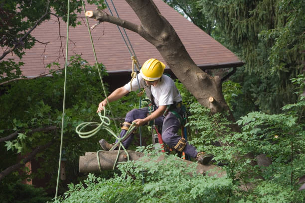 Best Utility Line Clearance  in Layhill, MD