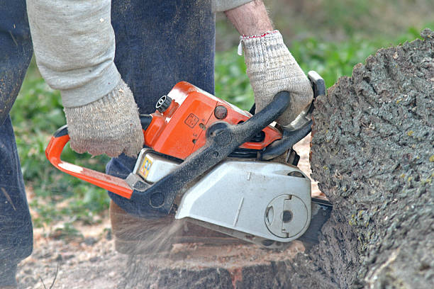 Best Leaf Removal  in Layhill, MD