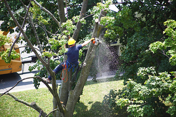 Best Storm Damage Tree Cleanup  in Layhill, MD