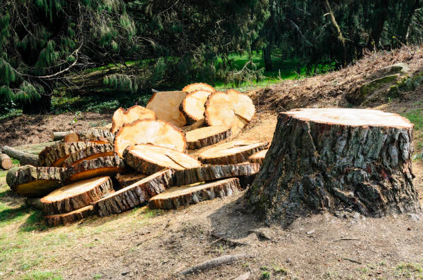 Reliable Layhill, MD Tree Care Solutions